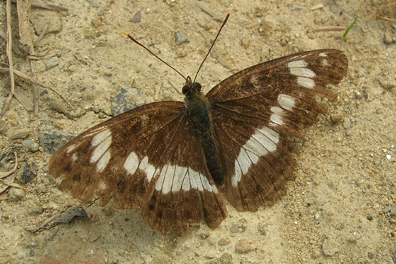 Motyl Rusałka ceik